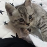 아기고양이 <b>아키</b>