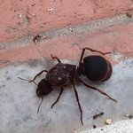 [<b>공포</b>베스트] 신종개미 발견