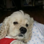 <b>은평구</b> 코카 잃어버렸습니다.