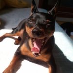 [미니핀칸] 다중성격을 지닌 칸이가 왔어요 4편