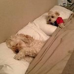 [피씨<b>레몬</b>] 오빠 그냥 잘거야?