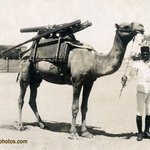 [피씨<b>레몬</b>] 낙타의 무지막지한 위력