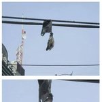 [EXO] 삼가 비둘기 <b>명복</b>을빕니다