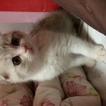 (스코티쉬) 천방지축<b>아들래미</b> 마루마루