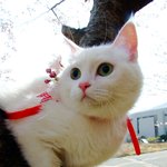 [<b>보리</b>이야기] 꽃보다 <b>보리</b> : 산책하는 화보냥이