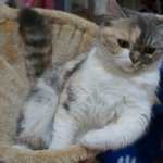 [달콩이] 캣타워 산 달콩이