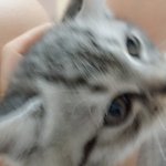 [<b>아키</b>] 아기고양이 <b>아키</b>