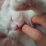 [운뉴] <b>아롱이</b>를소개합니당