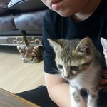 [도와주세요] 새끼고양이 <b>무료</b>분양합니다~