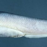 [공포베스트] 고자만드는 물고기보다 더 무서운 물고기