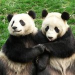 손잡고있는 훈훈한 <b>동물</b> 모음.jpg