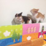 (분양완료) (부산) 은이, 동이 <b>집사</b>님 찾아요^^
