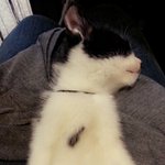 [박박박] 밥을사랑한고양이 박박박