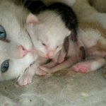 [하숙냥이] 우리집에 하숙중인 길냥이들 7