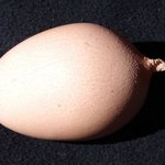 [<b>공포</b>베스트] 중국에서 발견된 꼬리가 달린 알