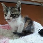 [고양이] 이쁜 삼색 아기고양이 분양합니다~(2개월 <b>미만</b> 추정)
