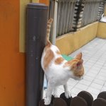 [<b>오드</b>아이] <b>오드</b>아이 길고양이 만났는데