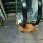 [<b>노가리</b>아] 무한 쓰담쓰담