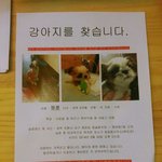 <b>포항</b> 청림동 시츄 여아 애타게 찾습니다. .