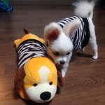 [크림이] <b>사막</b>여우&amp;토끼 코스프레중인 크림이