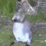 [피씨레몬] 눈뜨고 <b>코베인</b>다는 말이란...