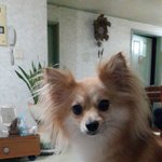 [<b>방울</b>이] 우리집 강아지 <b>방울</b>이에요