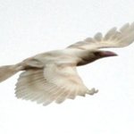 [피씨레몬] "천년에 한번 본다"는 희귀조, 정선에 흰까마귀...