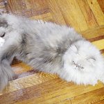 [아리와베리] 두툼두툼 꼬리를 자랑하는 베리의 일상입니다.^^