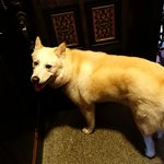 [허스키<b>심바</b>] <b>심바</b>의 산책일기 -늘 즐겁게 산책해요-