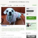 클릭 한번으로 예삐의 <b>뒷다리</b>를 일으켜주세요^-^