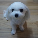 [댓글부탁] 가족이 사라졌어요..도와주세요