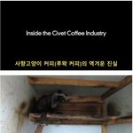 [공포베스트] 루왁커피의 <b>진실</b>