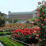 신천지, <b>조선대</b> 장미공원 개장했어요~~^^