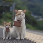 [콜로라도] 어느 고양이 <b>부자</b>의 가출....