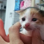 무책임한 인간들 때문에 소중한 <b>생명</b>들이 계속 버려지고 있어요ㅠㅠ...
