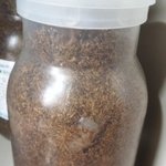 [장수풍뎅이] [4화] 장수풍뎅이 <b>유충</b> 근황!!