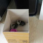 [도와주세요] 새끼 고양이 두마리 <b>무료</b> 분양합니다~