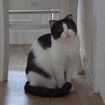 [꿀고양이] <b>목욕</b>하고 뽀송뽀송해진 유청이