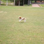 [강아지<b>몰리</b>] 동남아 사는 <b>몰리</b> 이야기