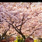 [EXO] <b>기요미</b>들공유ㅇㅇ솜이도잇다