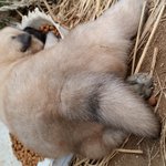 똥개의 일상 2