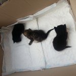 고양이 좀 살려주세요(추가요)