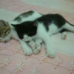 우리집막내가된찰리2탄*,*