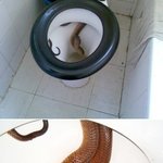 [<b>some</b>] 화장실 똥싸러가는데 변기속에서 뱀나옴 소름