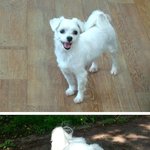 등산로에 버려진 가여운 짱가를 사랑으로 품어주세요