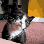 졸고있는 귀여운 고양이 움짤.<b>gif</b>