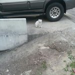 우리동네 불쌍한 유기 페르시안 고양이...좋은가족을 찾았으면해요...