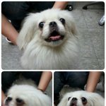 반려동물 키울 사정이 안된다면 버리지 말고 입양을 보내주세요