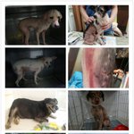 어렵게 살아남은 아이들 많은 관심부탁드립니다