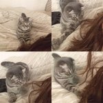 [탄천필근] [탄천필근] 우다다닥 고양이 네마리 탄천필근